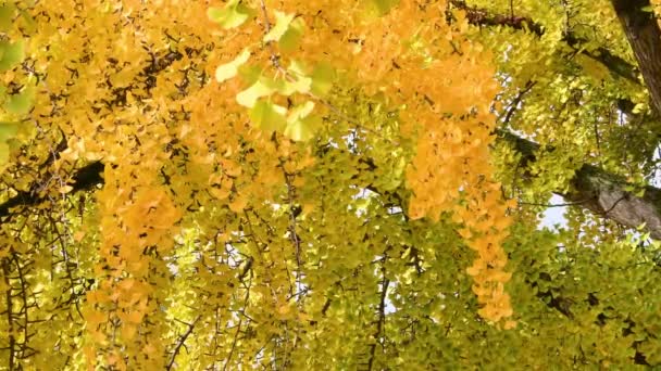 Ginkgo Biloba Baum Färbt Sich Herbst Tiefgelb — Stockvideo