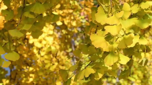 Die Schönen Gelben Fächerförmigen Blätter Eines Ginkgo Bilobabaums Herbst Wiegen — Stockvideo