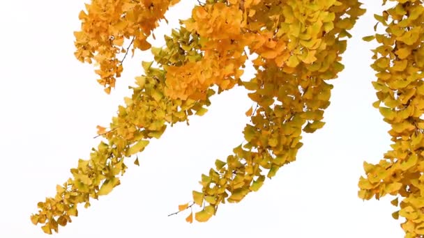 Prachtige Gele Waaiervormige Bladeren Van Een Ginkgo Biloba Boom Herfst — Stockvideo