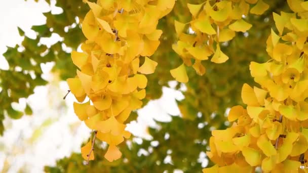 Prachtige Gele Waaiervormige Bladeren Van Een Ginkgo Biloba Boom Herfst — Stockvideo