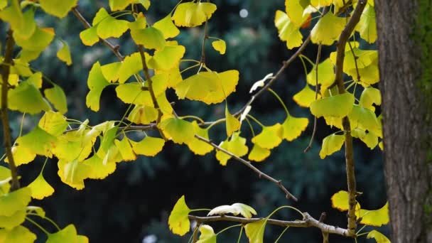 Vackra Grön Gula Solfjäderformade Bladen Från Ett Ginkgo Biloba Träd — Stockvideo