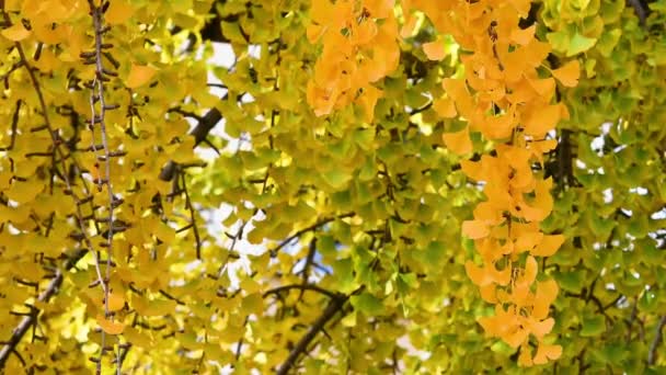 Ginkgo Biloba Strom Změní Tmavě Žlutá Podzimní Sezóně — Stock video