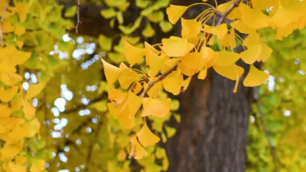 Die Schönen Gelben Fächerförmigen Blätter Eines Ginkgo Bilobabaums Herbst Wiegen — Stockvideo