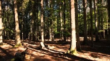 flying through a beautiful forest of larches and firs at sunset light