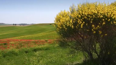 Blooming yellow brooms and red poppies sway in the wind in the green countryside near Pienza in primavera. Tuscany, Italy.