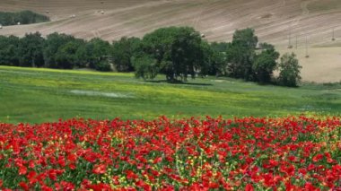 The Tuscan countryside around Pienza turns red in spring. Red poppies sway in the wind in Tuscany, Italy.