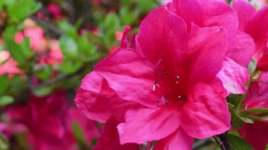 Baharda Azalea 'nın güzel pembe çiçeklerini kapatın. Azalea rhododendron cinsine aittir. Seçici odak