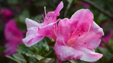 Baharda Azalea 'nın güzel pembe çiçeklerini kapatın. Azalea rhododendron cinsine aittir. Seçici odak