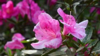 Baharda Azalea 'nın güzel pembe çiçeklerini kapatın. Azalea rhododendron cinsine aittir. Seçici odak