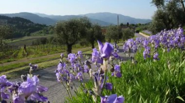 Beautiful blooming irises with olive trees swaying in the wind in the Chianti region of Tuscany. The iris (Iris Pallida), the symbol of the city of Florence. Italy.
