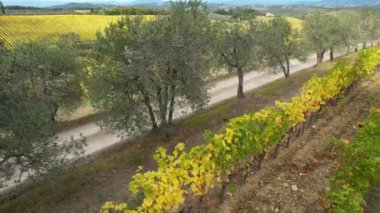Vineyards in the heart of Chianti Classico, between Florence and Siena turn yellow in autumn season. Aerial view of yellow vineyards and olive trees in Chianti area near Mercatale, Italy.