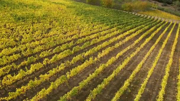 在意大利Val Pesa市San Casciano附近的Chianti Classico地区 飞越一排黄色葡萄园 — 图库视频影像