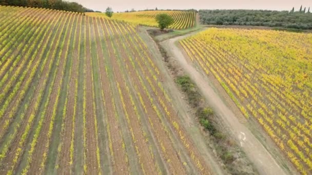 Vineyards Heart Chianti Classico Florence Siena Turn Yellow Autumn Season — Wideo stockowe