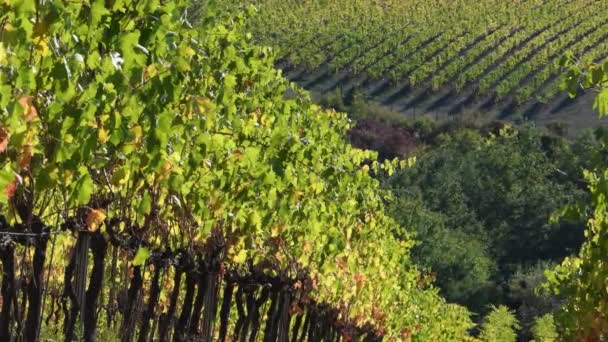 Grape Harvest October Splendid Vineyards Chianti Tuscany Begin Turn Yellow — Stockvideo