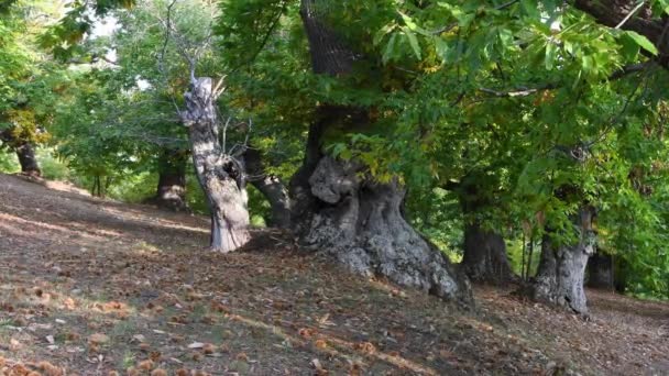 Temporada Outono Uma Bela Floresta Castanheiros Antigos Tempo Colheita Castanhas — Vídeo de Stock