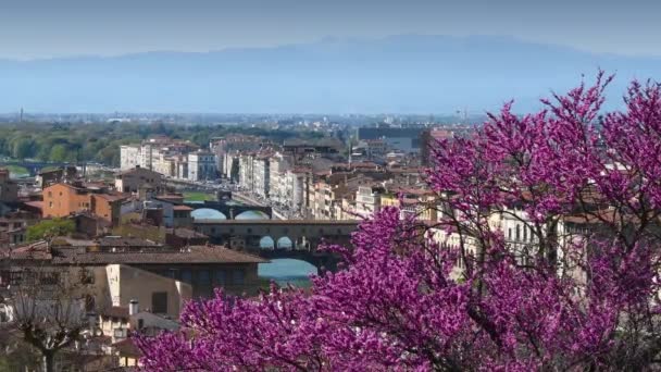 Florencia Floreciente Árbol Judas Con Famoso Puente Viejo Ponte Vecchio — Vídeos de Stock