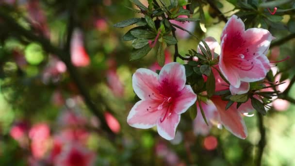 Close Beautiful Pink Azaleas Rhododendron Flowers Springtime Selective Focus — Wideo stockowe