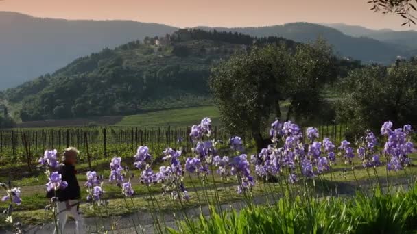 Beautiful Blooming Irises Swaying Wind Chianti Region Tuscany Sunset Medieval — Vídeo de Stock