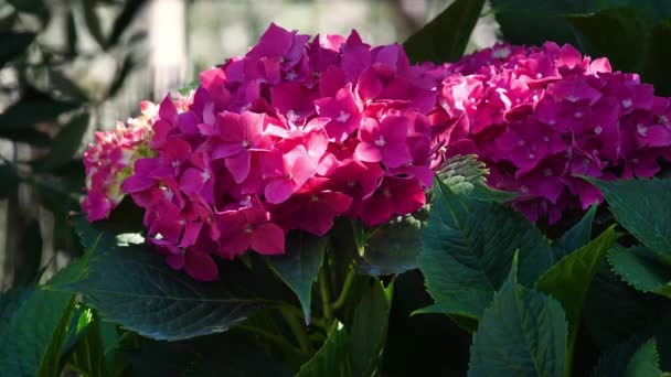 Close Beautiful Blooming Pink Hydrangea Garden — Vídeo de stock