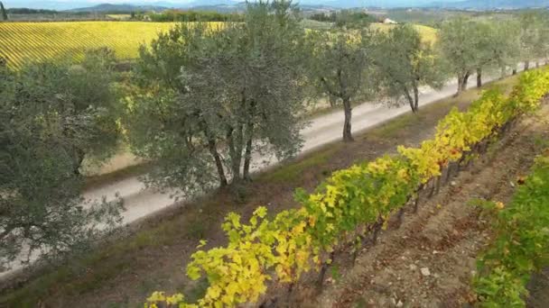 Vineyards Heart Chianti Classico Florence Siena Turn Yellow Autumn Season — Vídeos de Stock