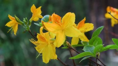 beautiful yellow azalea flowers in a garden in spring. close-up