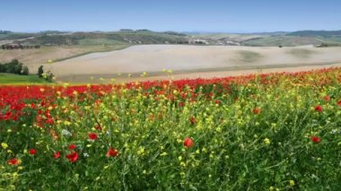 Field of Red Poppies and yellow flowers that sway in the wind in the tuscan countryside with blue sky in spring. Tuscany, Italy.
