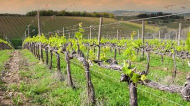 first shoots of the vine plant in a vineyard in the Chianti area near San Casciano Val di Pesa (Florence) at sunset. Tuscany, Italy. Pan camera movement