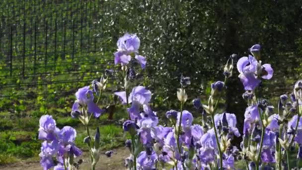 Purple Iris Flowers Swaying Wind Chianti Region Tuscany Olive Trees — Vídeo de Stock