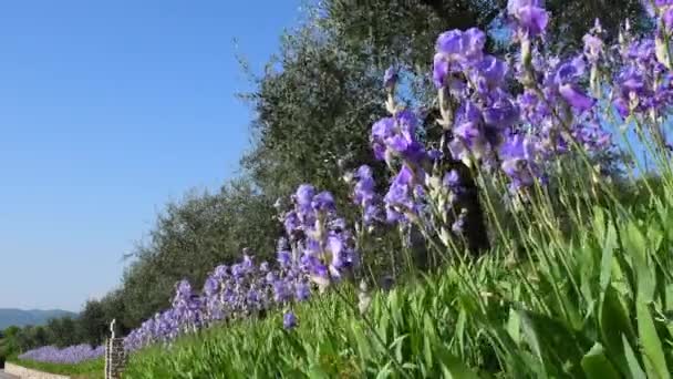 Καλλιέργεια Όμορφων Μοβ Λουλουδιών Ίριδας Ανάμεσα Ελαιόδεντρα Στην Τοσκάνη Γαλάζιο — Αρχείο Βίντεο
