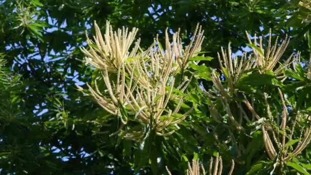 Chestnut Branches Bloom Sway Wind Summer Season Chestnut Forests Castanea — Stockvideo