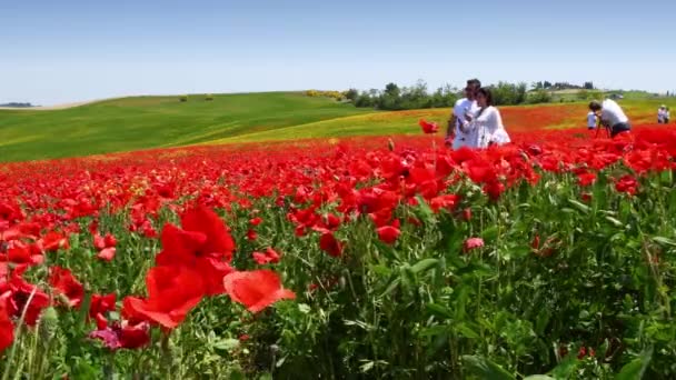 2022年5月 锡耶纳 游客们欣赏并拍摄了意大利托斯卡纳乡村一片美丽的红罂粟地 — 图库视频影像