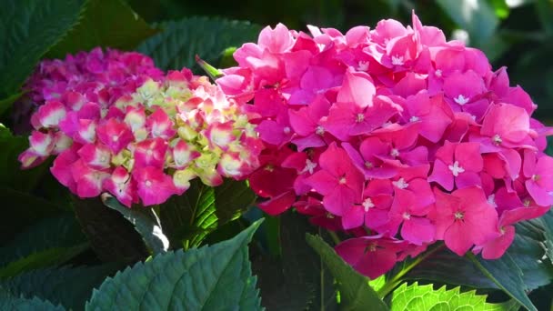 Beautiful Blooming Pink Hydrangea Garden Close — Video
