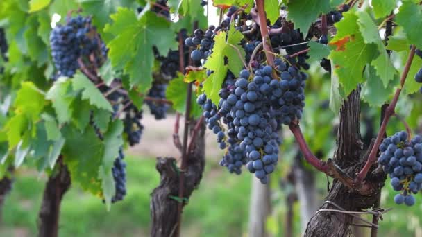Belles Grappes Raisins Noirs Sur Les Vignes Juste Avant Récolte — Video