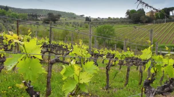 サンカシアーノ ヴァル フィレンツェ の近くのキアンティ地区のブドウ畑で最初の芽 イタリアのトスカーナ州 パンカメラの動き — ストック動画