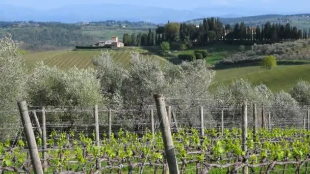 Olive Trees Move Wind Typical Tuscan Landscape Farmhouses Young Shoots — Stockvideo