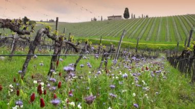 Red and purple flowers among the rows of young vineyards with the first shoots in spring. The flowers create an ecosystem that fights parasites in the vineyards in a natural way. Chianti Area, Tuscany