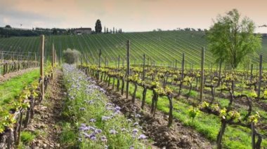 Purple flowers among the young rows of vines with the first shoots in spring at sunset. The flowers create an ecosystem that fights pests in the vineyards in a natural way. Italy. Timelapse