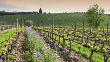 Purple flowers among the young rows of vineyards with the first shoots in spring. The flowers create an ecosystem that fights parasites in the vineyards in a natural way. Italy