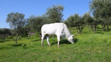 Cows grazing among the olive groves in the Tuscan countryside near Florence. Tuscany, Italy.