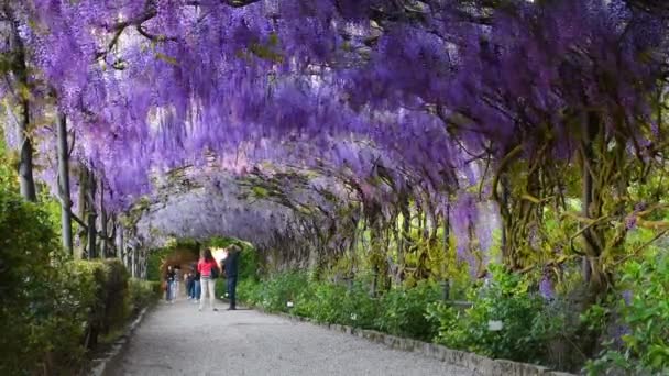 Florence April 2022 Tourists Beautiful Tunnel Purple Wisteria Bloom Garden — Vídeo de Stock