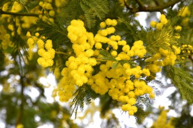 Flowering mimosa tree. Mimosa blooms. Selective focus. The flowery branch of mimosa is offered to women on March 8th for the International Women's Day.