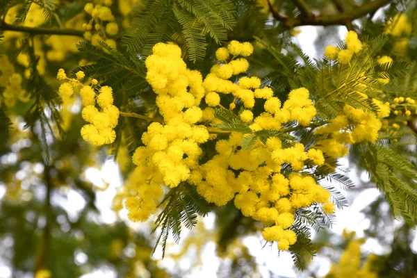 Flowering mimosa tree. Mimosa blooms. Selective focus. The flowery branch of mimosa is offered to women on March 8th for the International Women\'s Day.