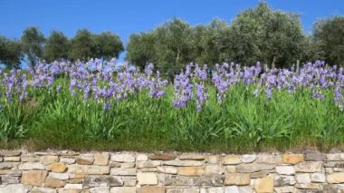 Cultivation of Iris Flower. Blooming purple irises swaying in the wind in the Chianti region of Tuscany with olive trees. The iris (Iris Pallida), symbol of the city of Florence. Italy