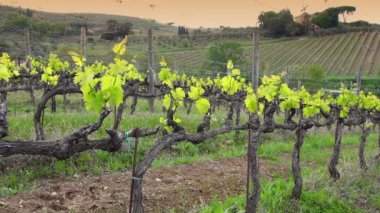 First shoots of the vine plant in a row of vineyards at sunset in Chianti near Mercatale (Florence). Tuscany, Italy.