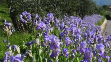Blooming irises swayng in the wind in the Chianti region in Tuscany. The iris (Iris Pallida), the symbol of the city of Florence. Italy.