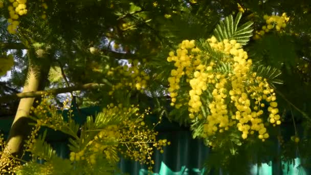 Beautiful Flowering Mimosa Acacia Dealbata Flowery Branch Mimosa Offered Women — Vídeo de Stock