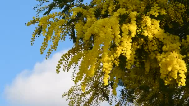 Beautiful Flowering Mimosa Acacia Dealbata Flowery Branch Mimosa Offered Women — Vídeo de Stock