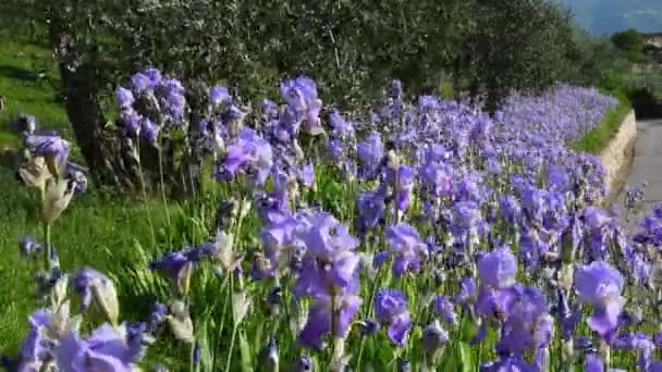Blooming Irises Swayng Wind Chianti Region Tuscany Iris Iris Pallida — Vídeo de Stock