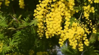 Beautiful Flowering mimosa (Acacia dealbata). The flowery branch of mimosa is offered to women on March 8th for the International Women's Day.