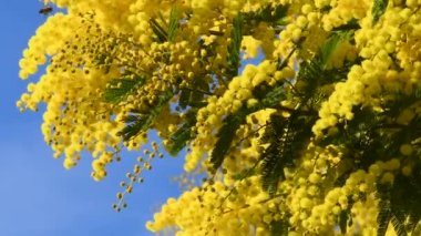 Beautiful blooming mimosa (Acacia dealbata) move in the wind on a sunny day with blue sky.